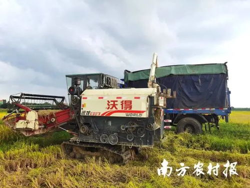 廣東各方協(xié)同行動，農(nóng)機(jī)服務(wù)筑牢農(nóng)業(yè)基本盤以應(yīng)對災(zāi)情挑戰(zhàn)
